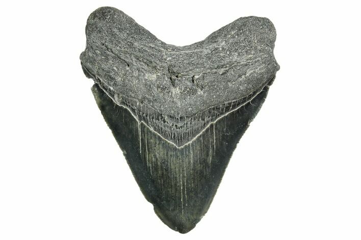 Serrated, Fossil Megalodon Tooth - North Carolina #374058